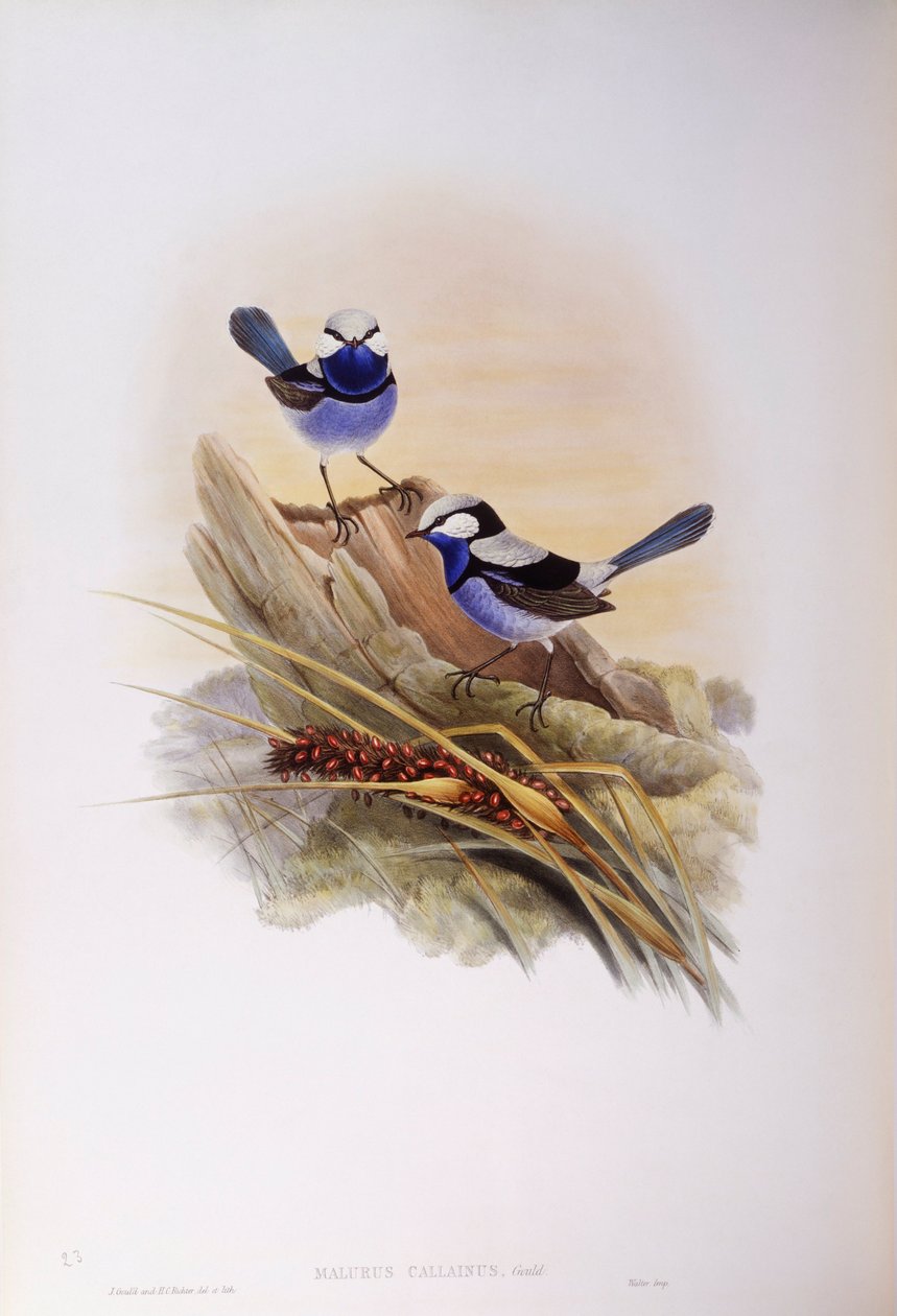 Splendid fairywren (Malurus splendens), Engraving by John Gould by John Gould