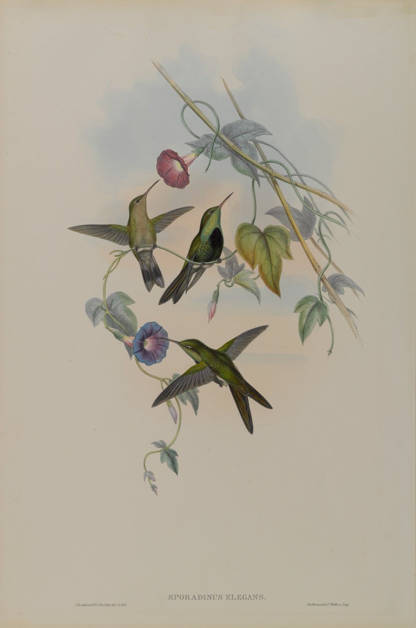 St. Domingo Hummingbird by John Gould