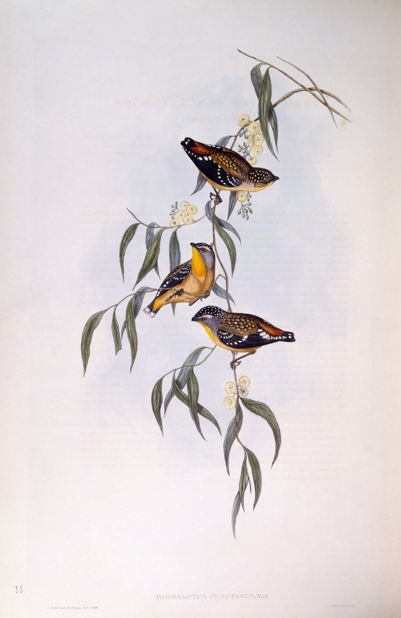 Spotted pardalote (Pardalotus punctatus), Engraving by John Gould by John Gould