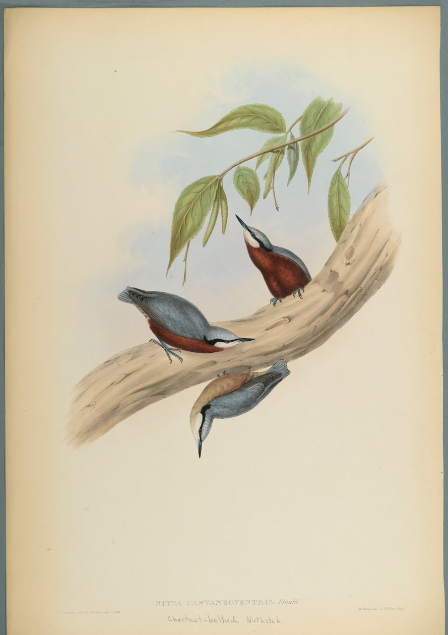 Chestnut-Bellied Nuthatch by John Gould