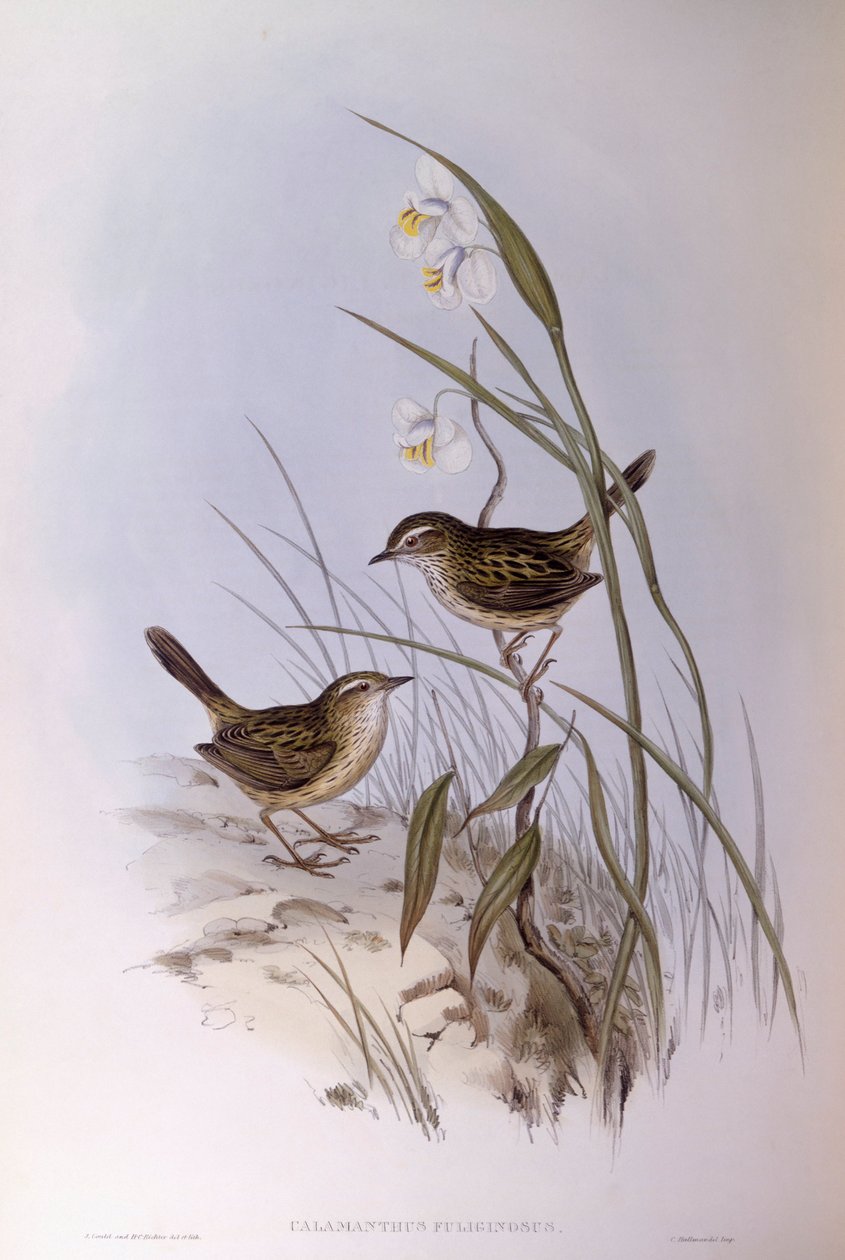 Striated Calamanthus (Calamanthus fuliginosus), Engraving by John Gould by John Gould