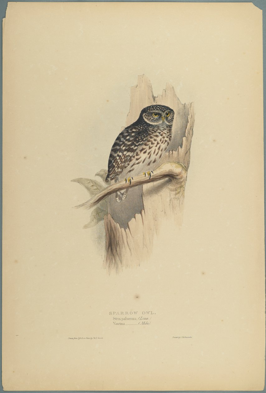 Noctua by John Gould