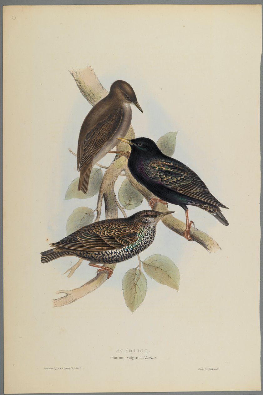 Starling by John Gould