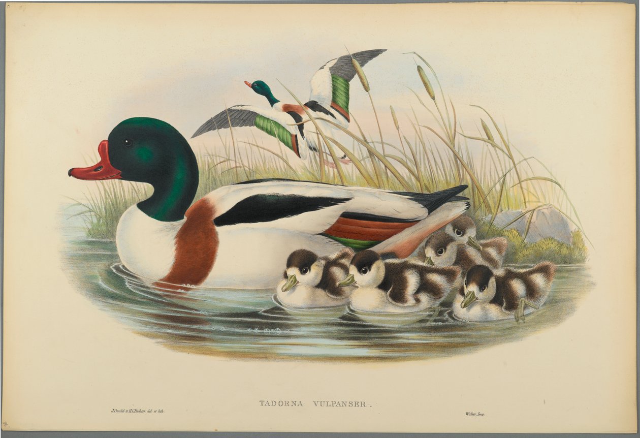 Sheldrake by John Gould