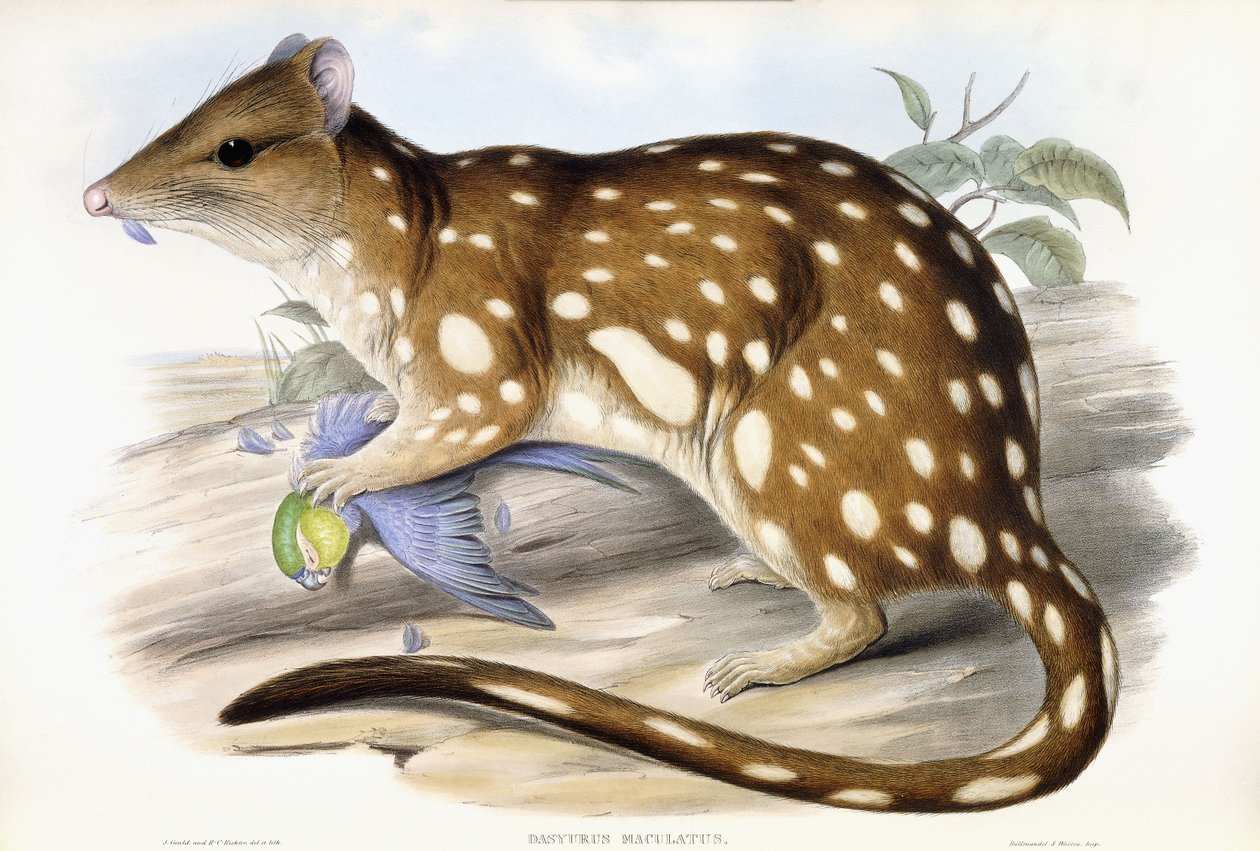 Tiger Quoll by John Gould