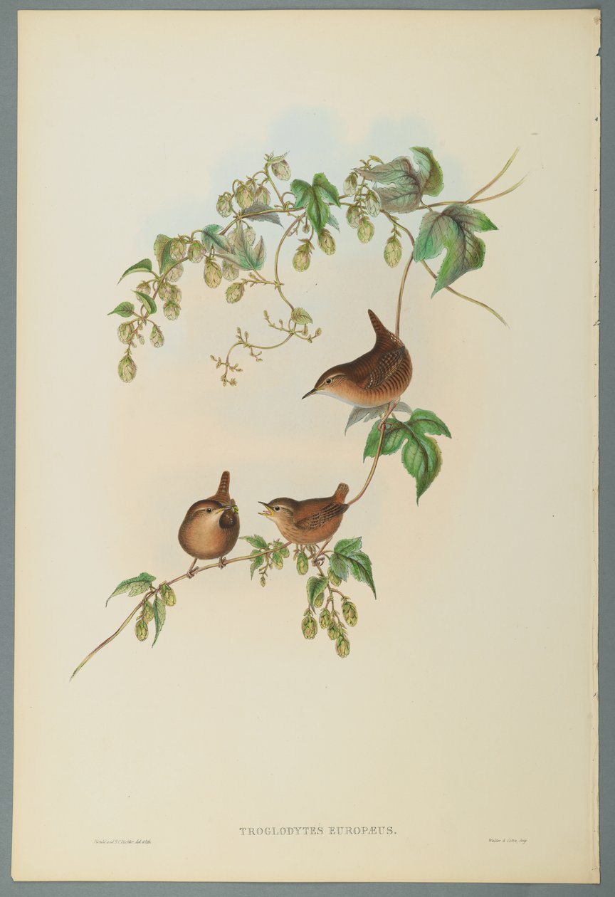 Troglodytes Europaeus - Common Wren by John Gould