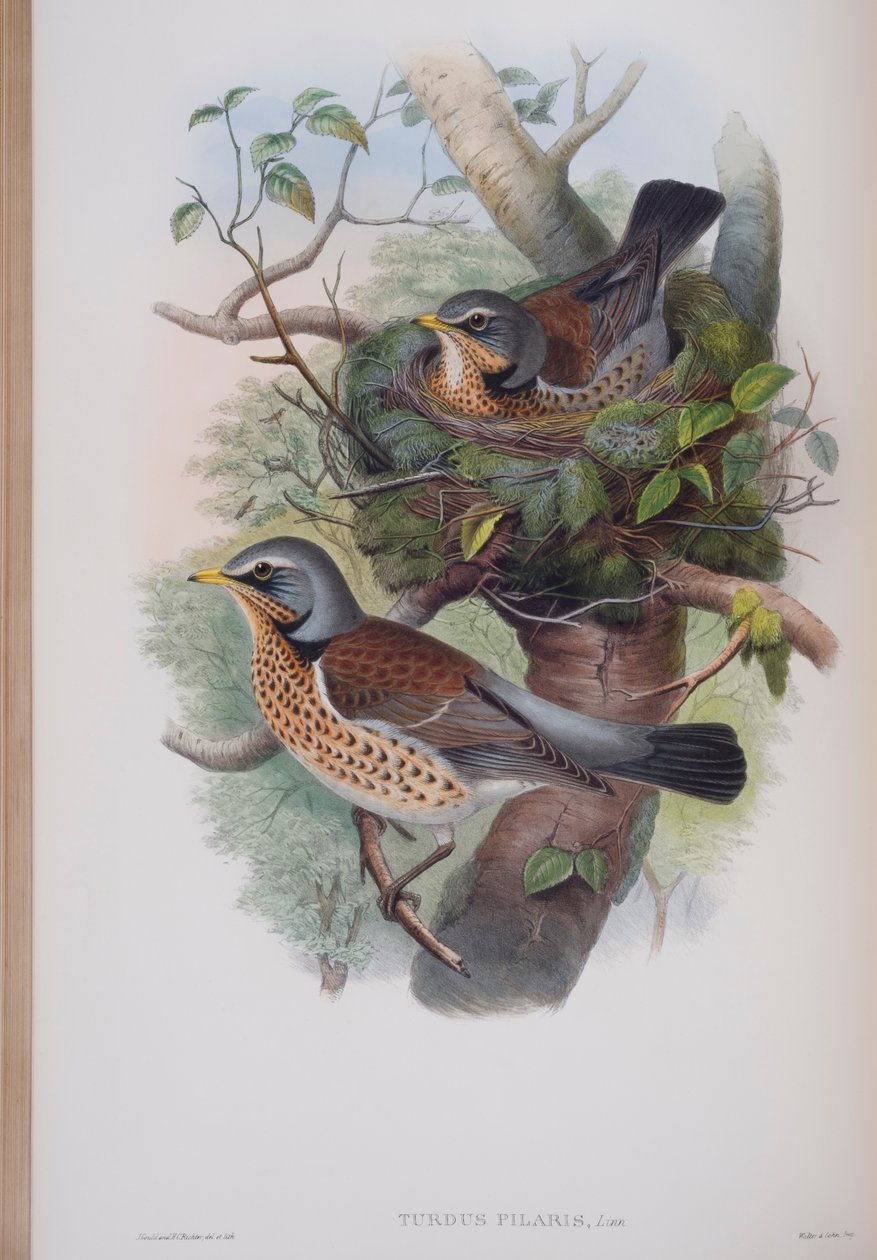 Turdus Pilaris, plate from The Birds of Great Britain by John Gould, published 1862-73 (hand-coloured litho) by John Gould