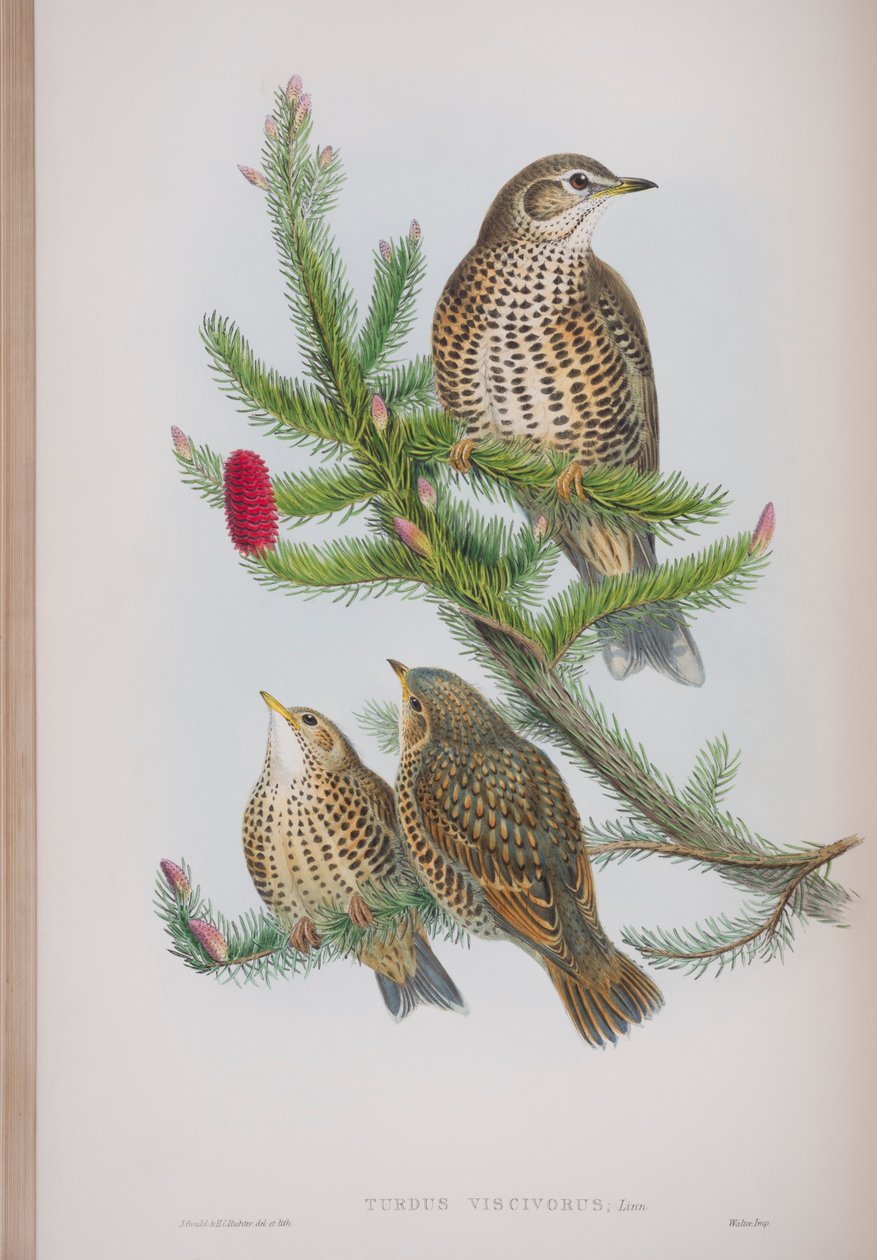 Turdus Viscivorus, plate from The Birds of Great Britain by John Gould, published 1862-73 by John Gould