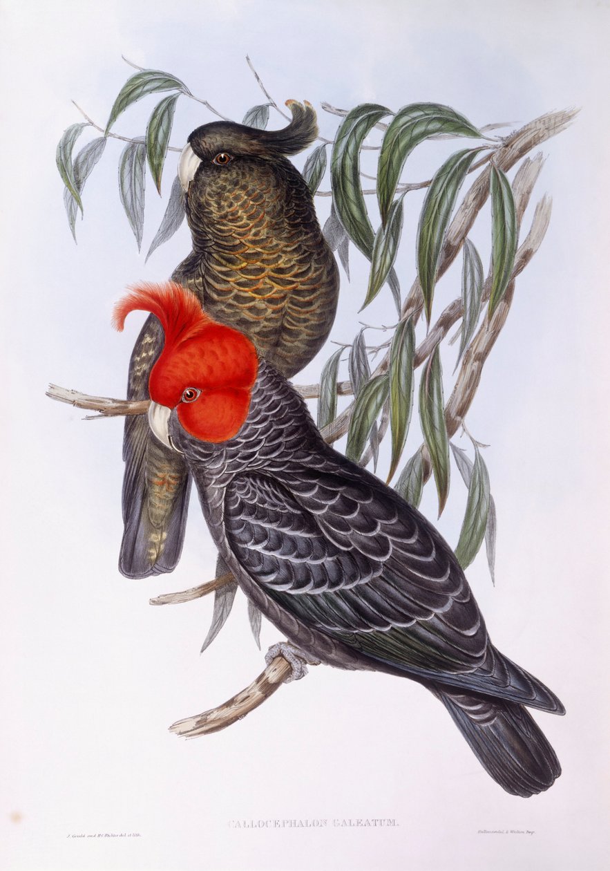 Two parrots perching on branch, engraving by John Gould
