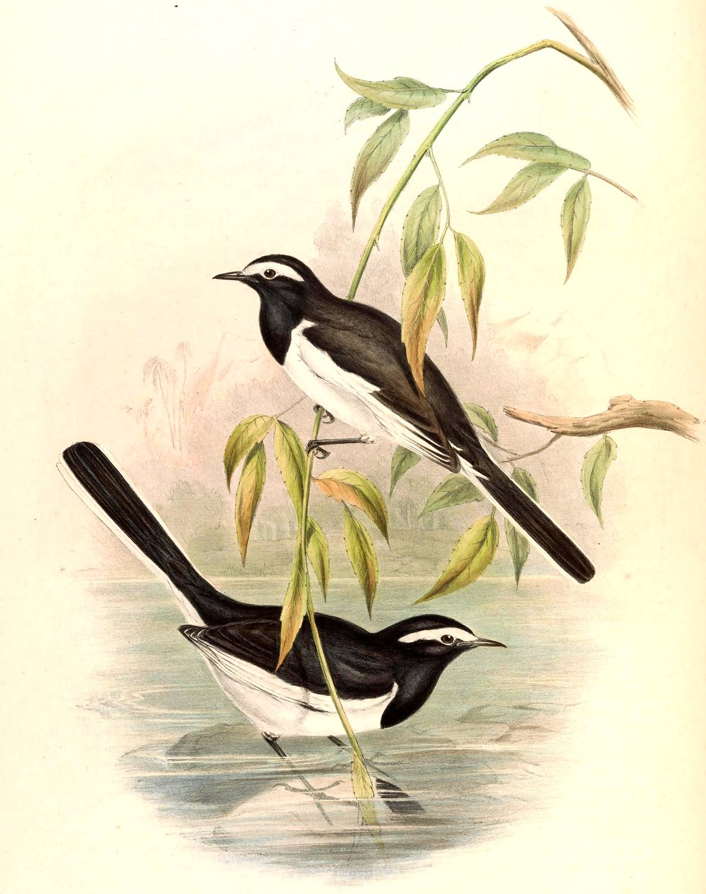 White-browed Wagtail (Large Pied Wagtail) Motacilla maderaspatensis Gmelin by John Gould