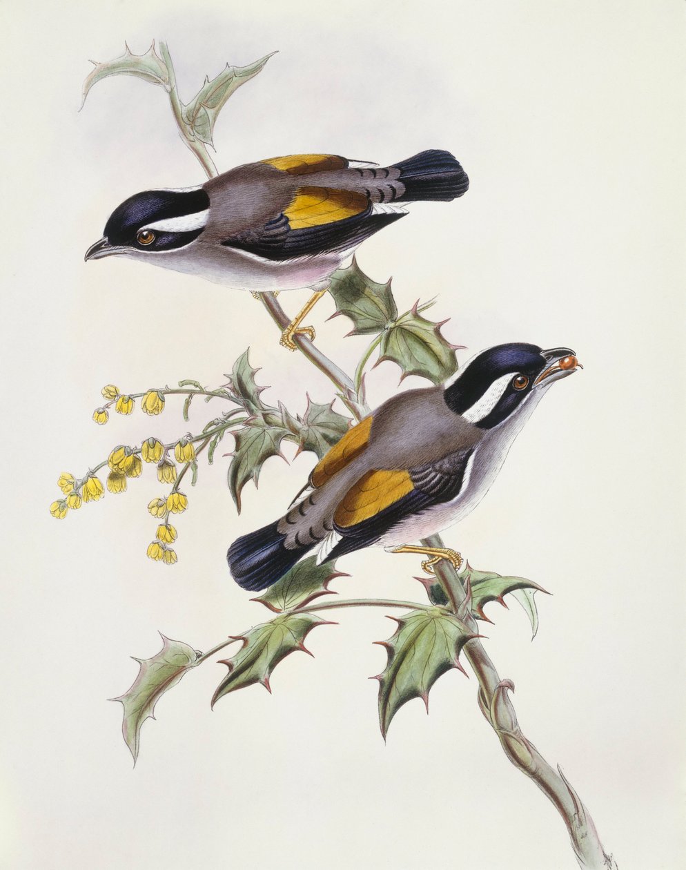 White-browed shrike-babbler (Pteruthius flaviscapis), Engraving by John Gould