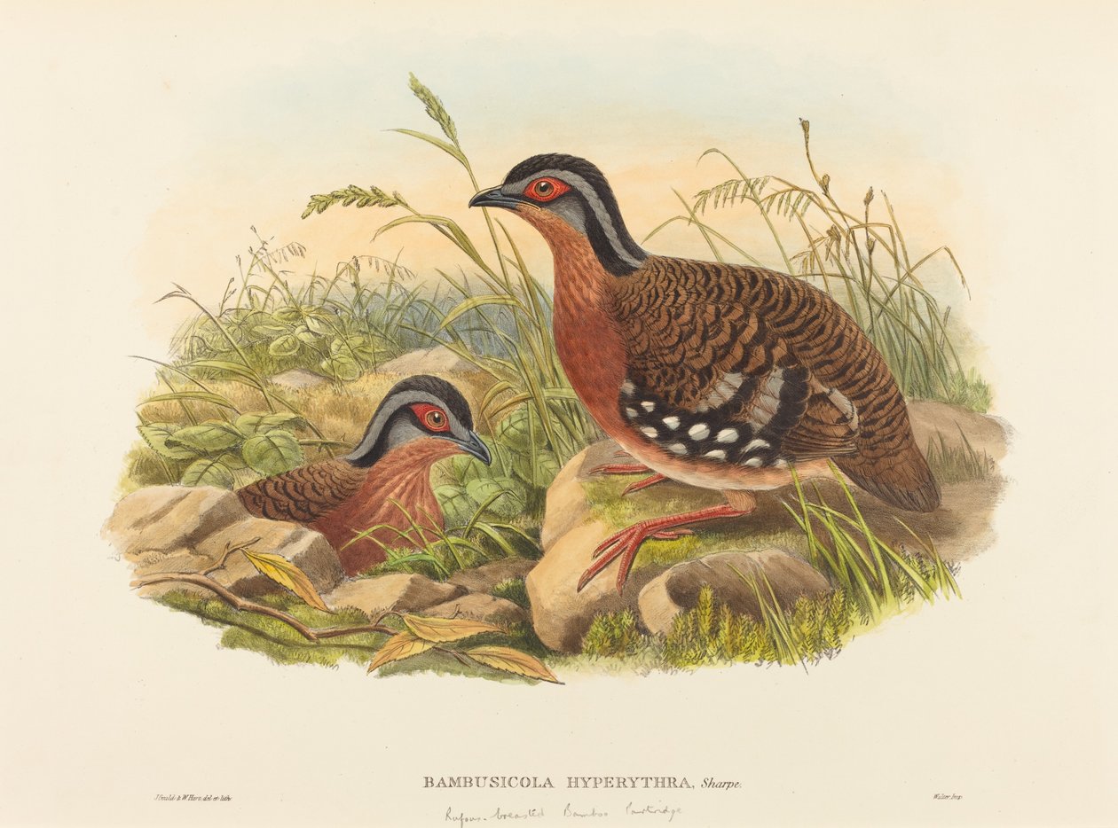 Rufous-breasted Bamboo Partridge by John Gould and W. Hart