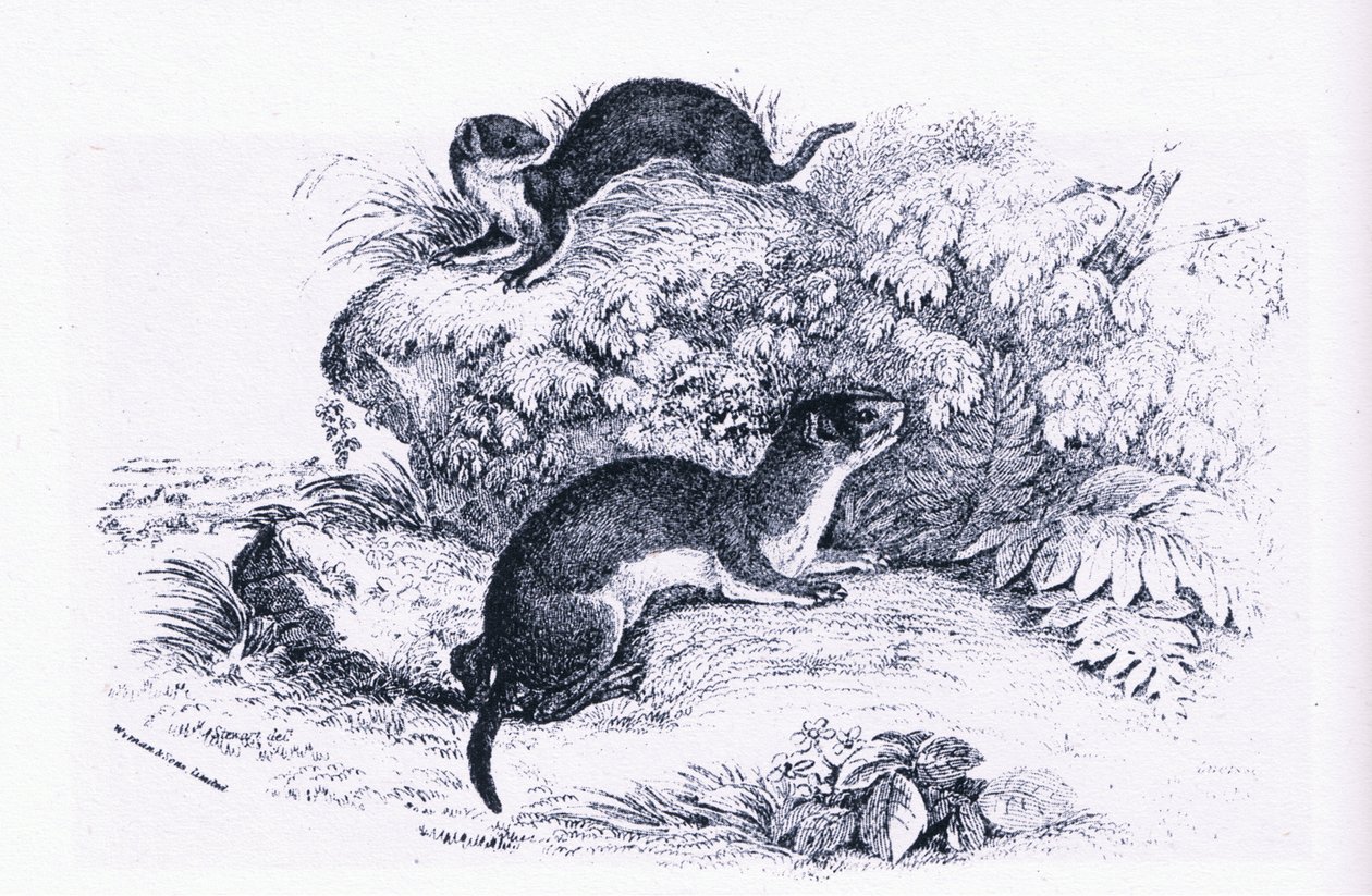 Studies of Badgers, Nature in Britain Published by Collins by John Guille Millais