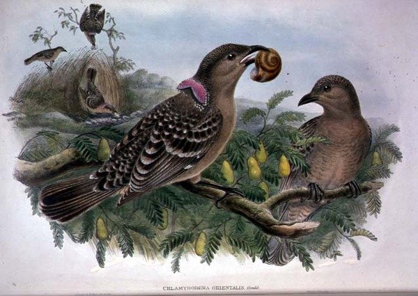 Chlamydera Orientalis by John and Hart William Gould