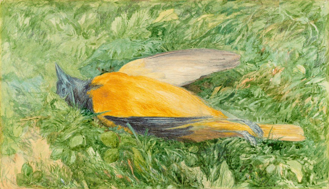 Golden Robin (Northern Oriole) by John Henry Hill
