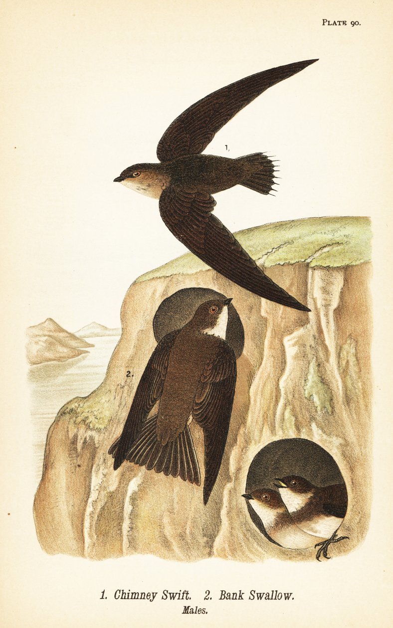 Chimney swift, Chaetura pelagica, bank swallow, Riparia riparia, males by John James (after) Audubon