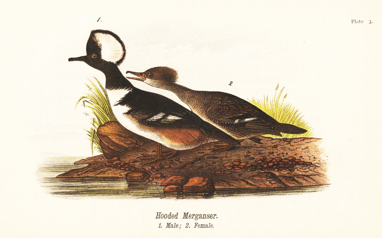 Hooded merganser, Lophodytes cucullatus, male 1, female 2 by John James (after) Audubon