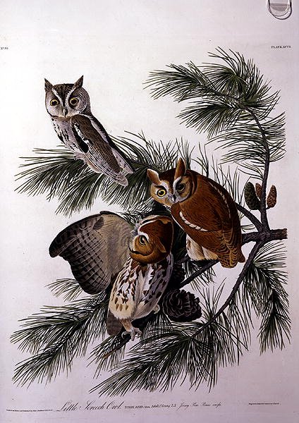 Little Screech Owl, from 