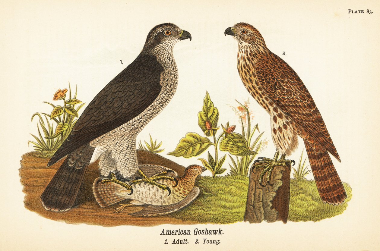 Northern goshawk, Accipiter gentilis, American goshawk, adult with prey 1, young 2 by John James (after) Audubon