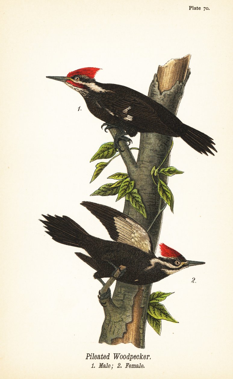 Pileated woodpecker, Dryocopus pileatus, male 1, female 2 by John James (after) Audubon