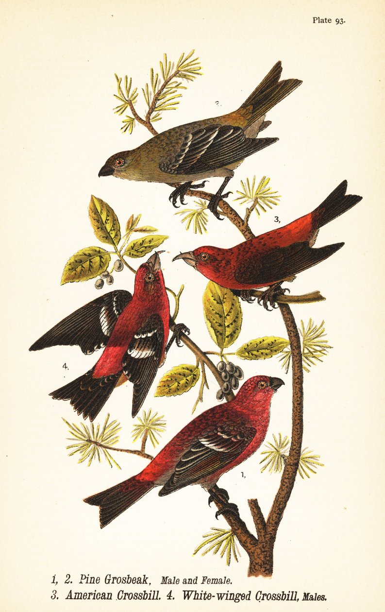 Pine grosbeak, Pinicola enucleator, male 1, female 2, American crossbill or red crossbill, 
Loxia curvirostra 3, white-winged crossbill, Loxia leucoptera 4, males by John James (after) Audubon