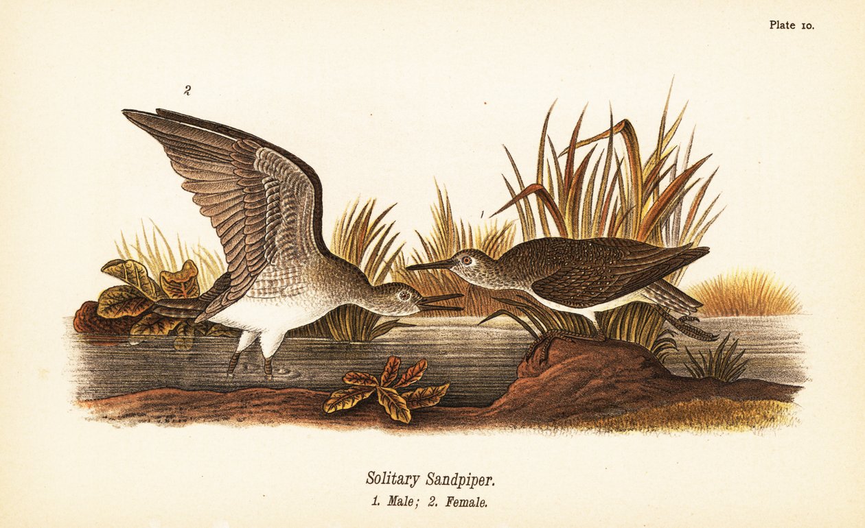 Solitary sandpiper, Tringa solitaria, male 1, female 2 by John James (after) Audubon