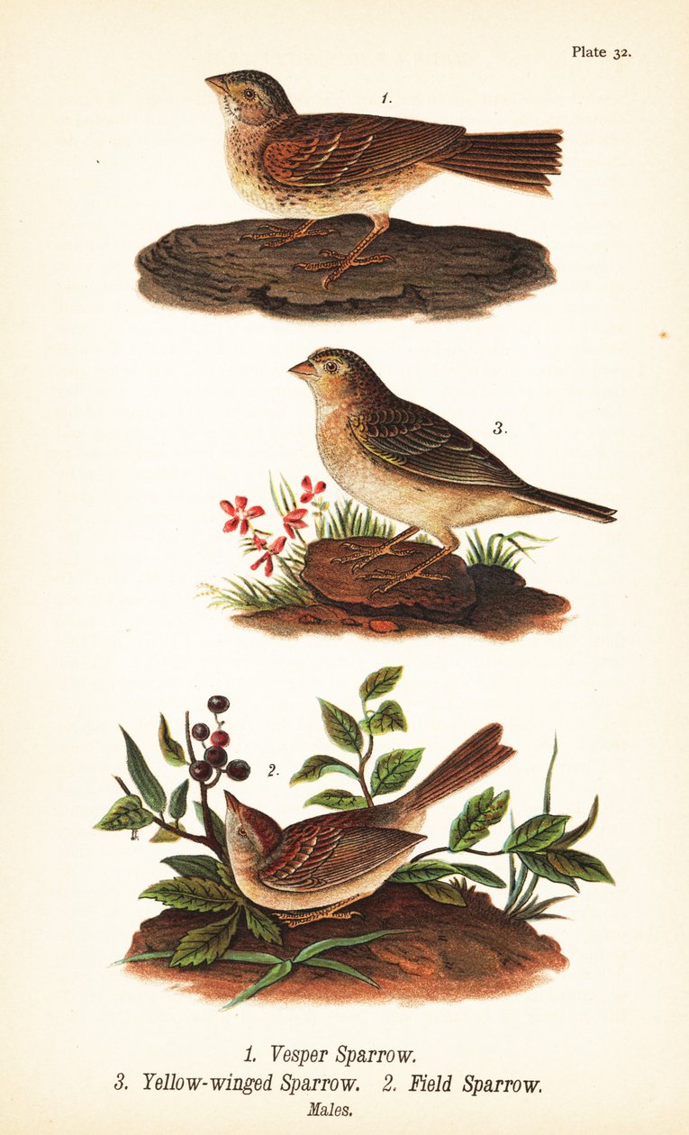 Vesper Sparrow, Grasshopper Sparrow, and Field Sparrow by John James (after) Audubon