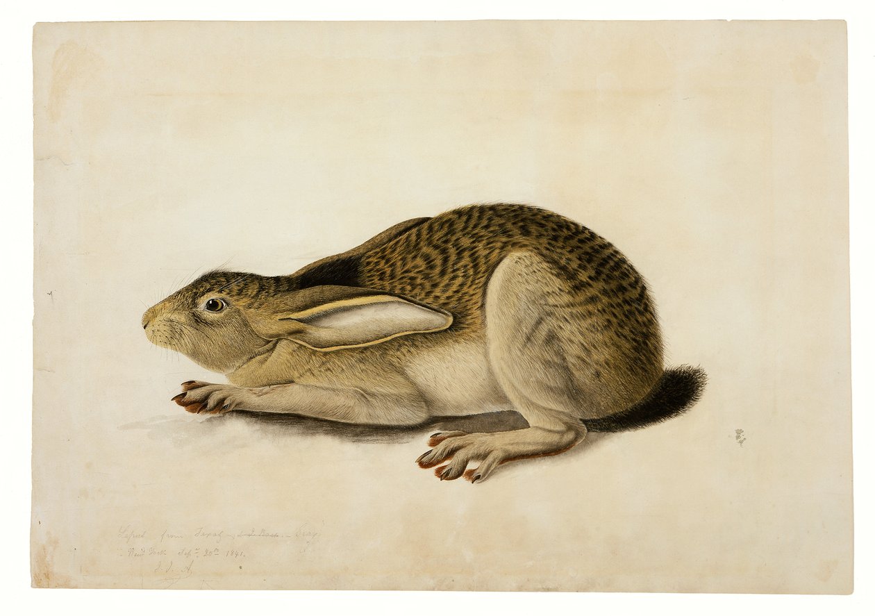 Black-Tailed Hare by John James Audubon