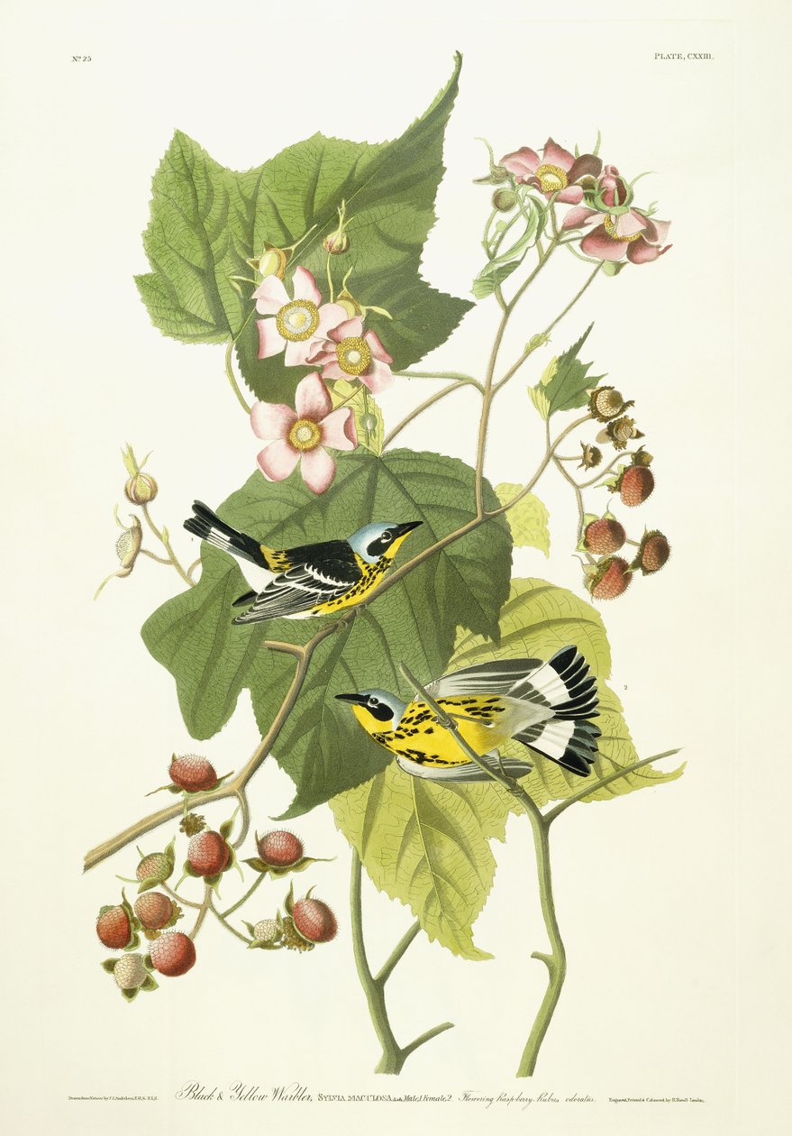 Black and Yellow Warbler and Flowering Raspberry by John James Audubon