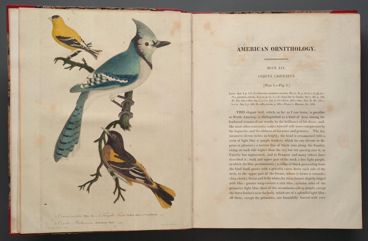 Blue Jay, page from Elephant Folio (1827-38) by John James Audubon