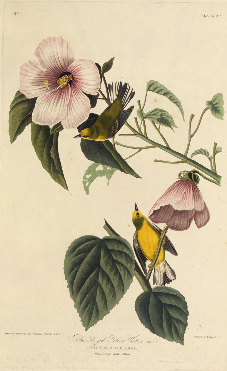 Blue Winged Yellow Warbler. From The Birds of America by John James Audubon