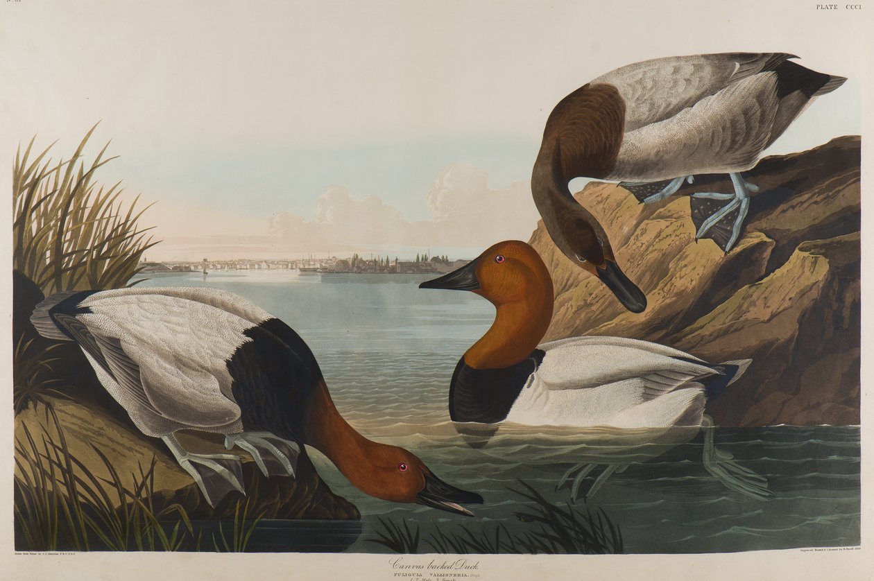 Canvas Backed Duck, 1836 by John James Audubon