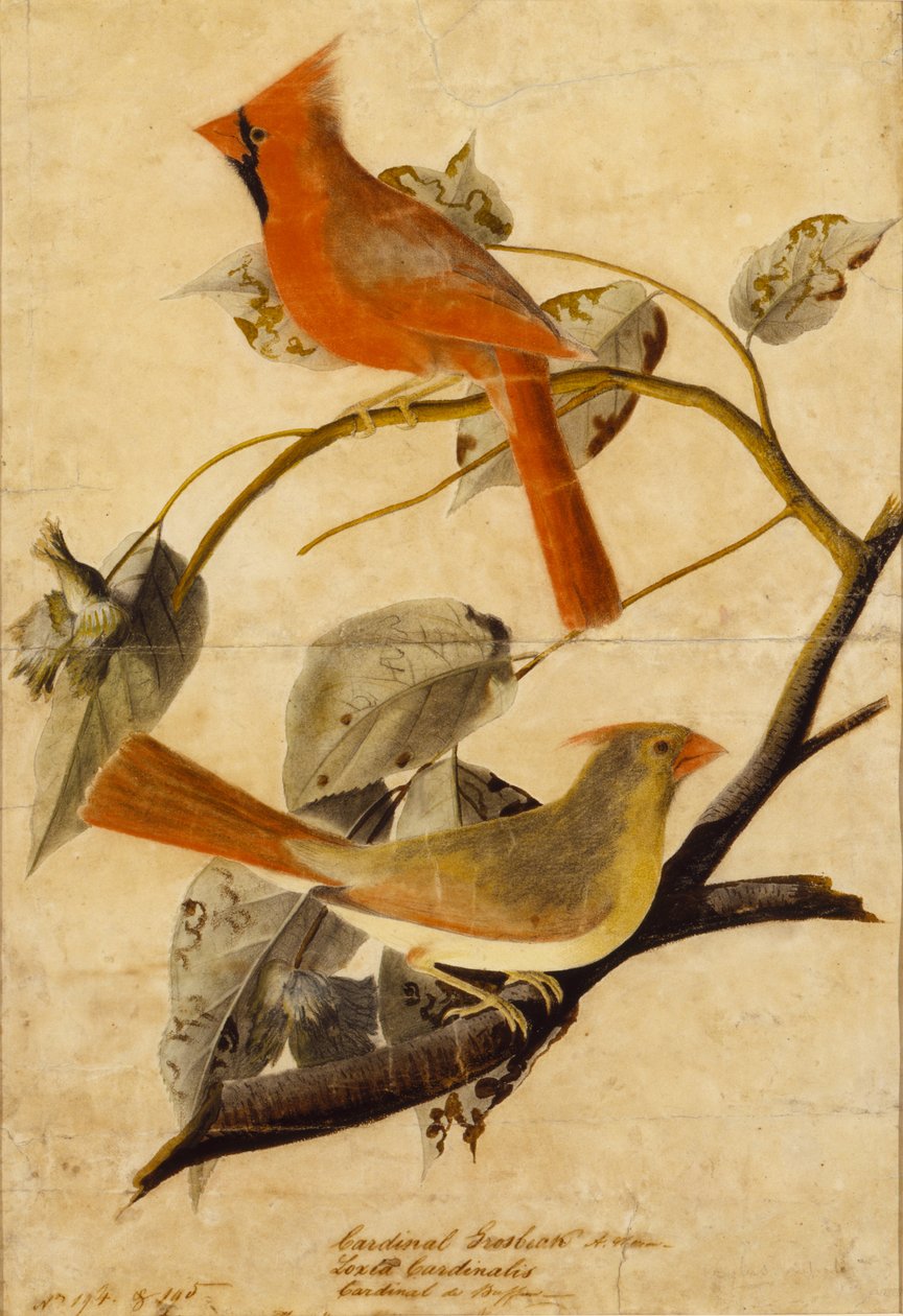 Cardinal Grosbeak by John James Audubon