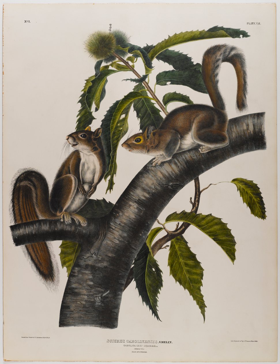 Carolina Grey Squirrel by John James Audubon