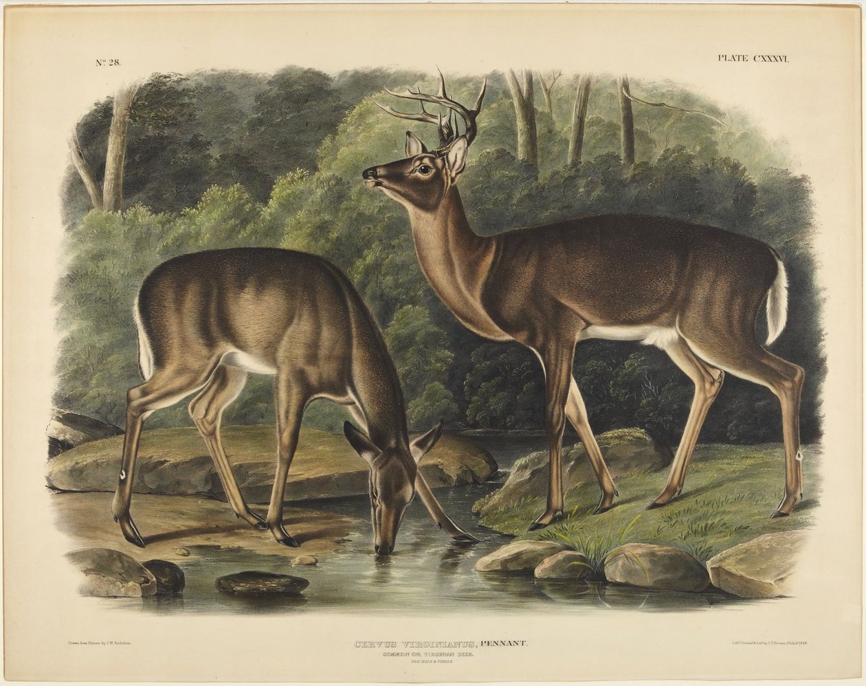 Cervus Virginianus, Pennant by John James Audubon