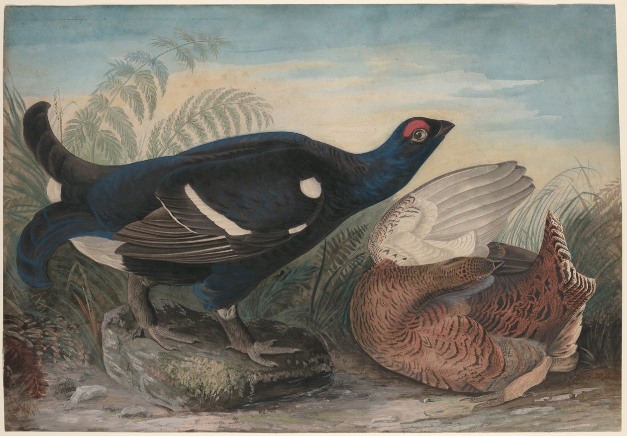 English Black Cocks by John James Audubon