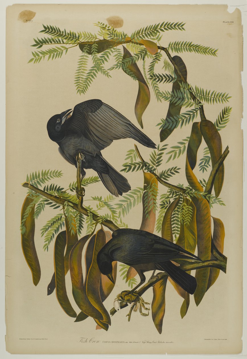 Fish Crow by John James Audubon