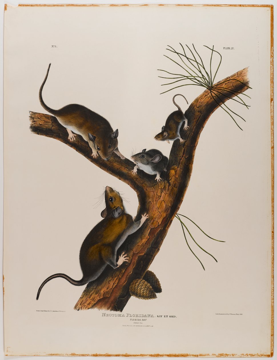 Florida Rat by John James Audubon