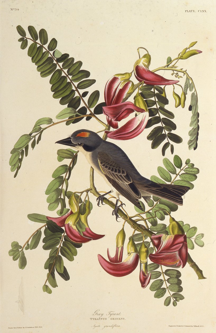 Gray Tyrant. From The Birds of America, 1827-1838 by John James Audubon