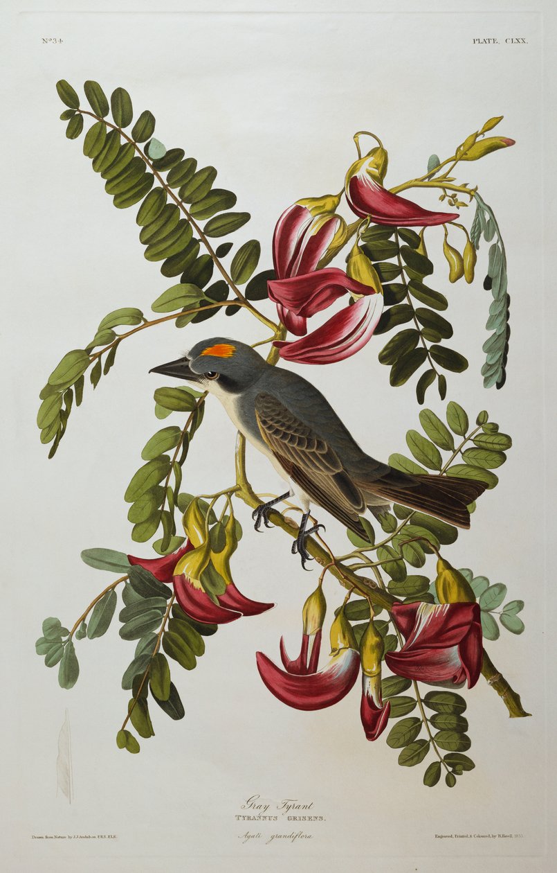 Gray Tyrant. Gray Kingbird by John James Audubon