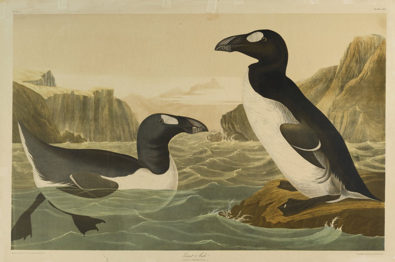 Great Auk by John James Audubon