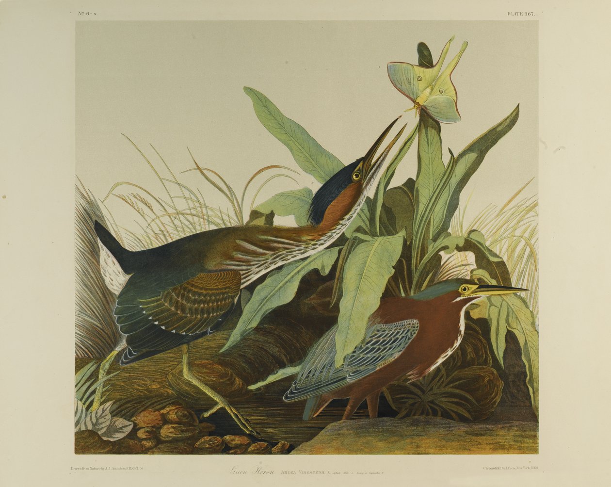Green Heron by John James Audubon