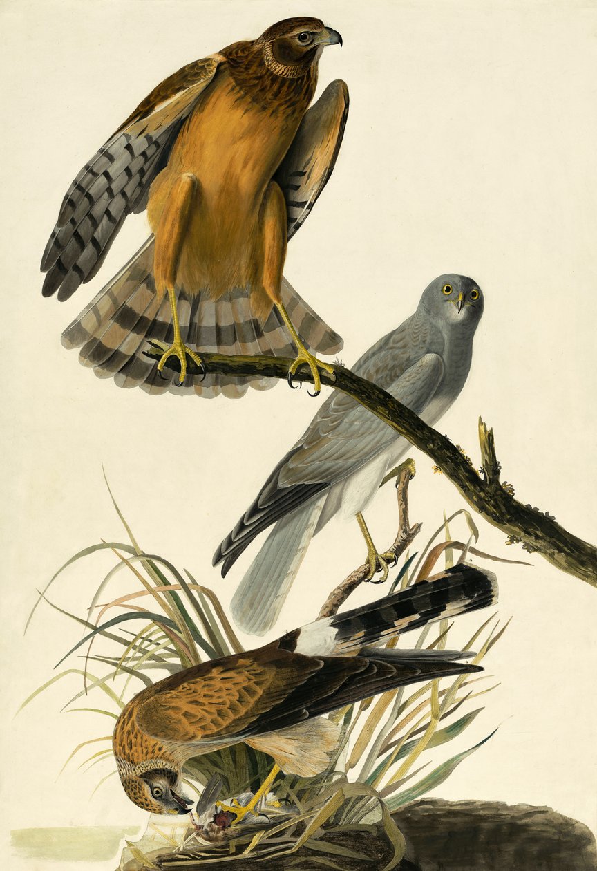 Hen Harrier, Circus Cyaneus, from "The Birds of America" by John J. Audubon, pub. 1827-38 by John James Audubon