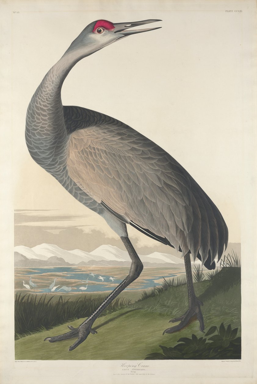 Hooping Crane by John James Audubon