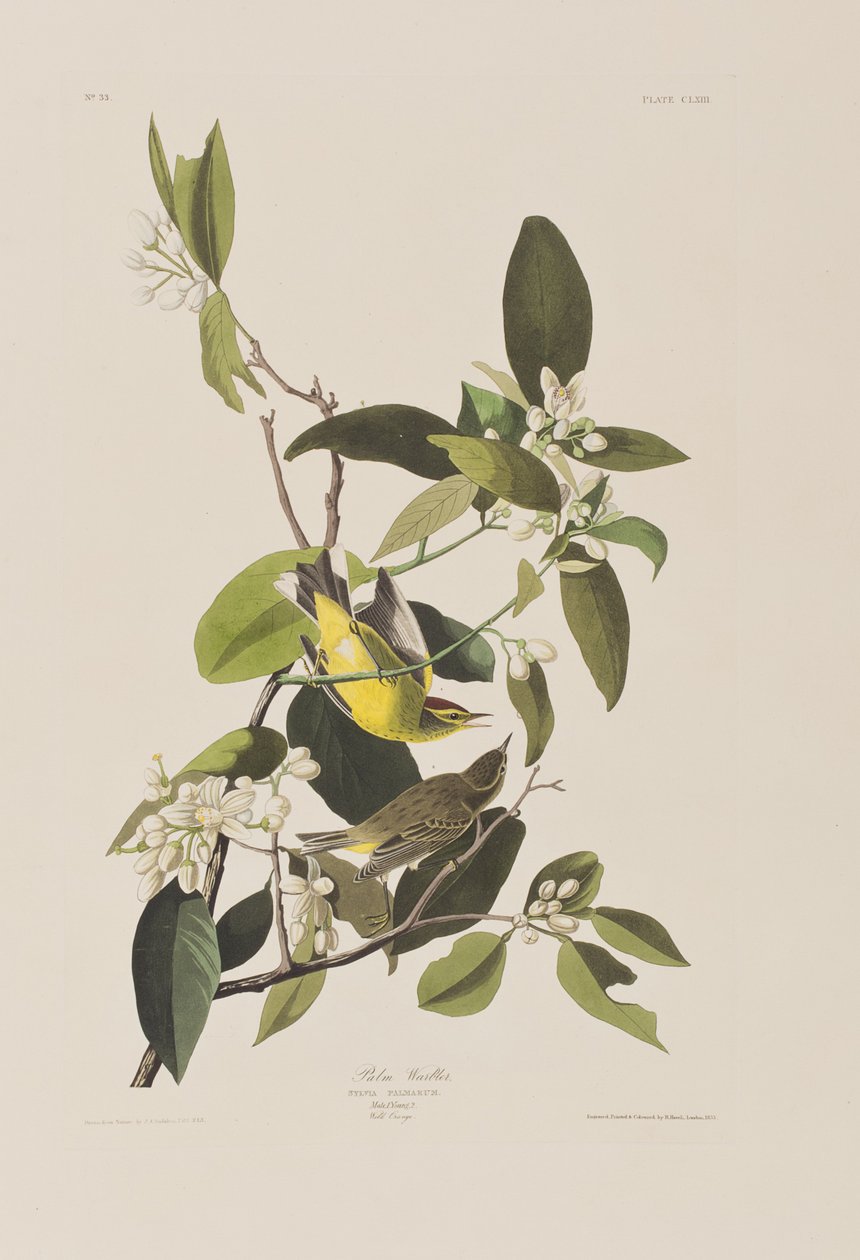 Illustration from 