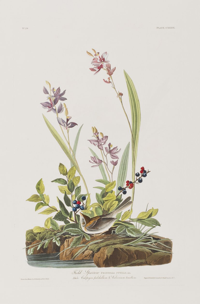 Illustration from 