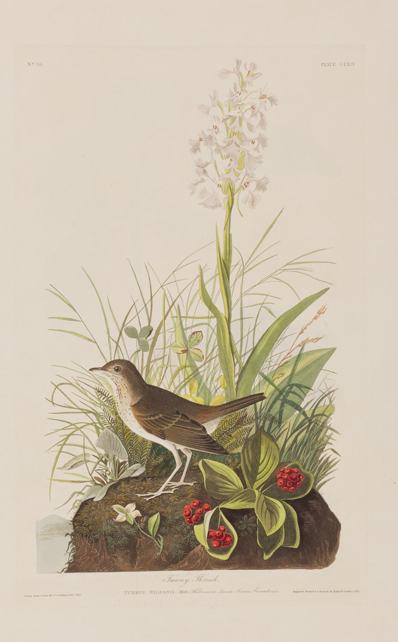 Illustration from 