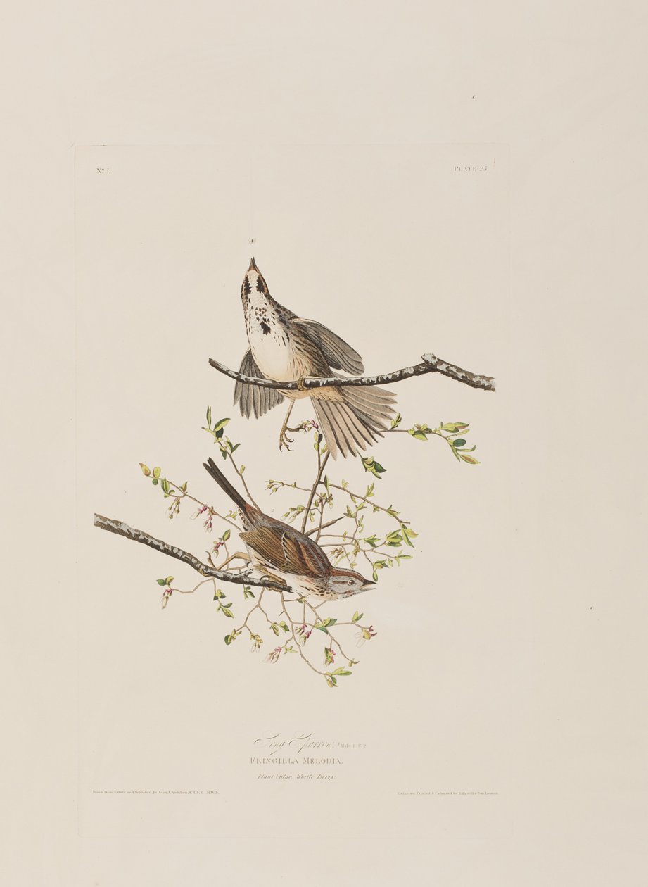 Illustration from 