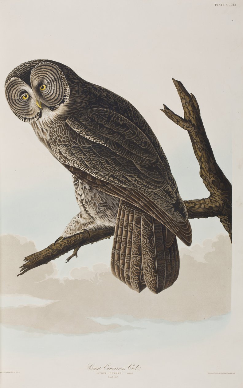 Illustration from 