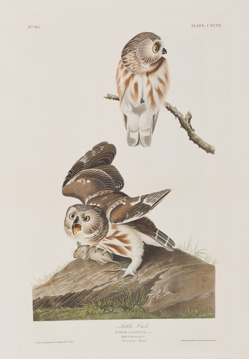Illustration from 